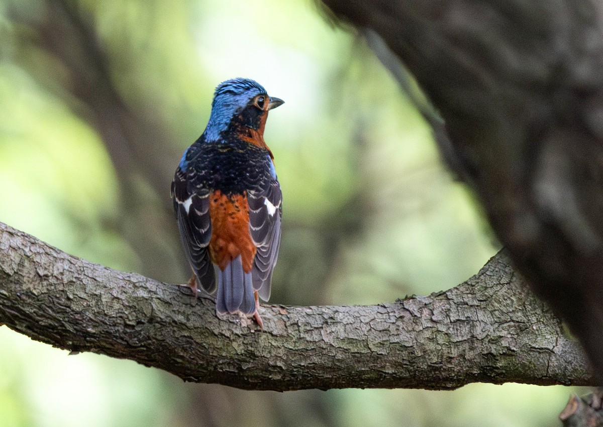 White-throated Rock-Thrush - ML637243175