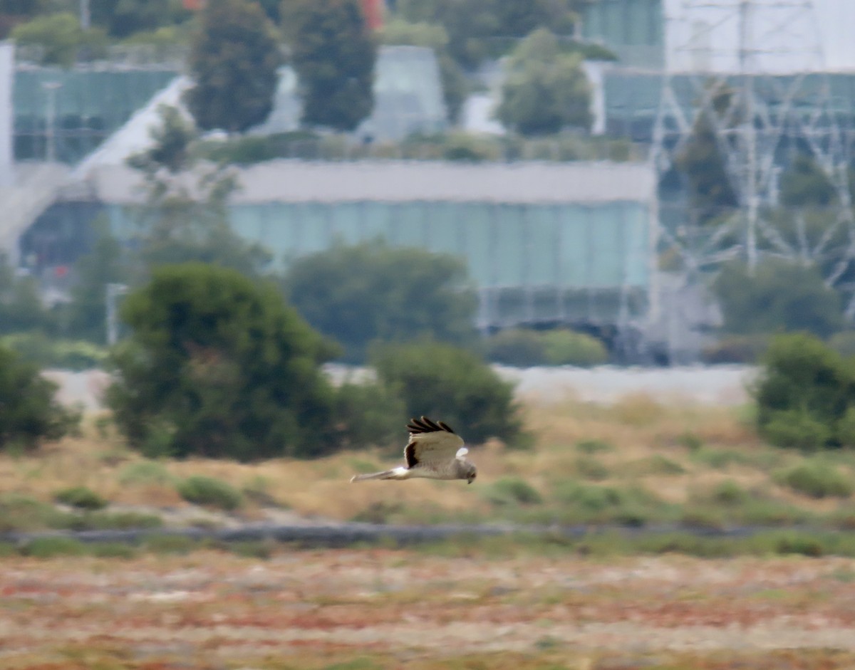 Northern Harrier - ML637243199