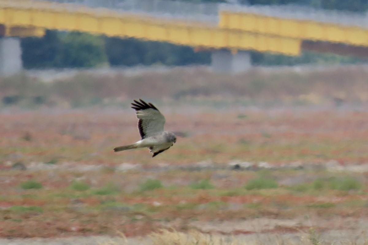Northern Harrier - ML637243200