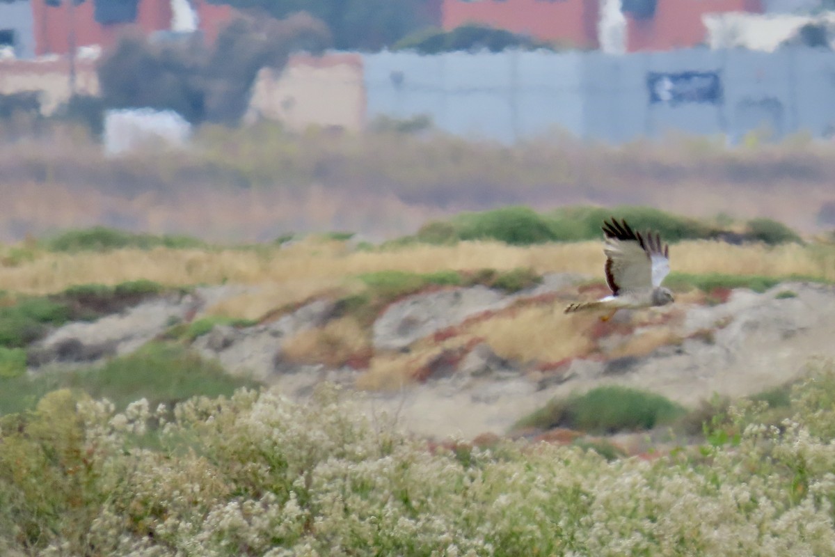 Northern Harrier - ML637243201