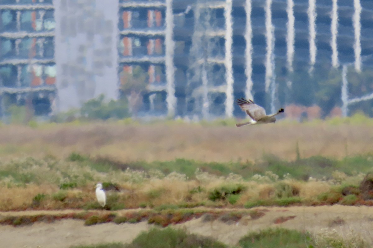 Northern Harrier - ML637243202