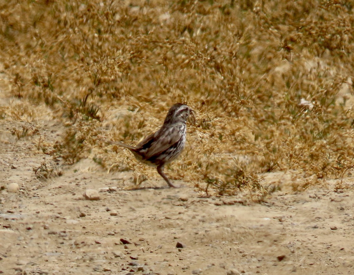 Song Sparrow - ML637243207