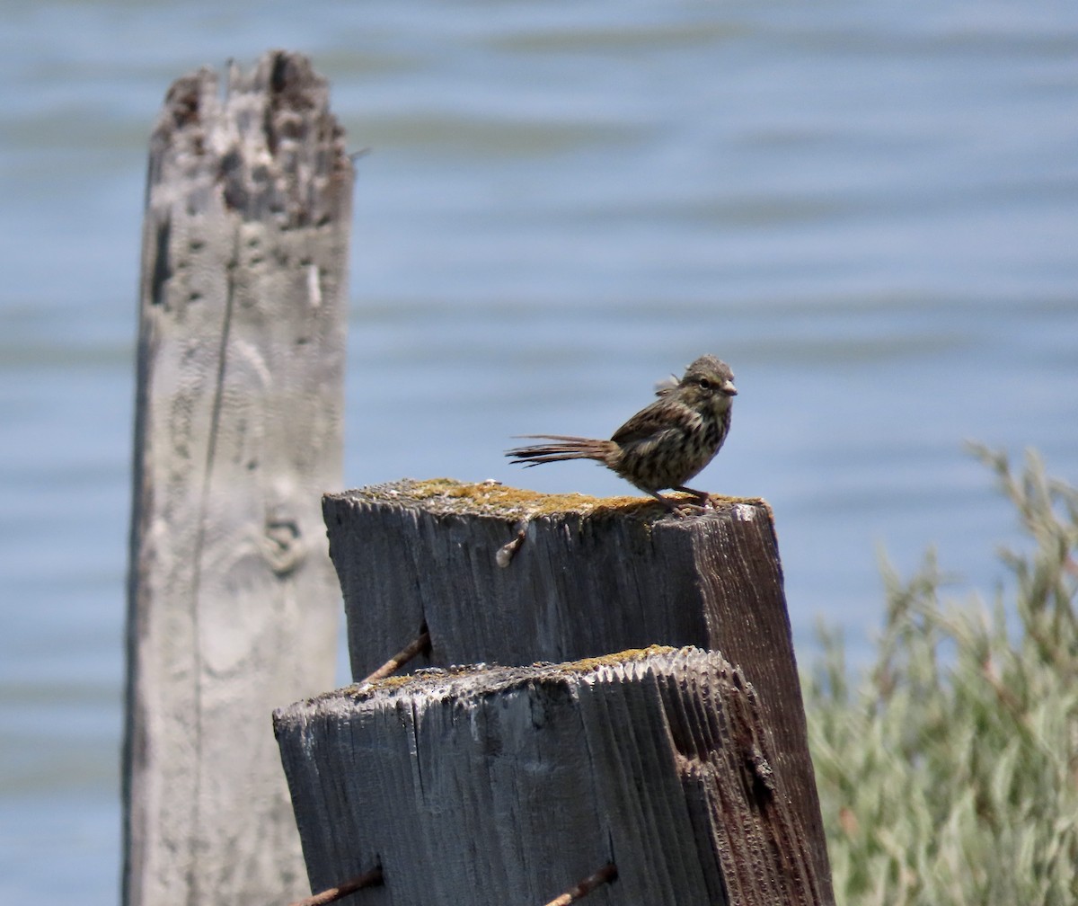 Song Sparrow - ML637243208
