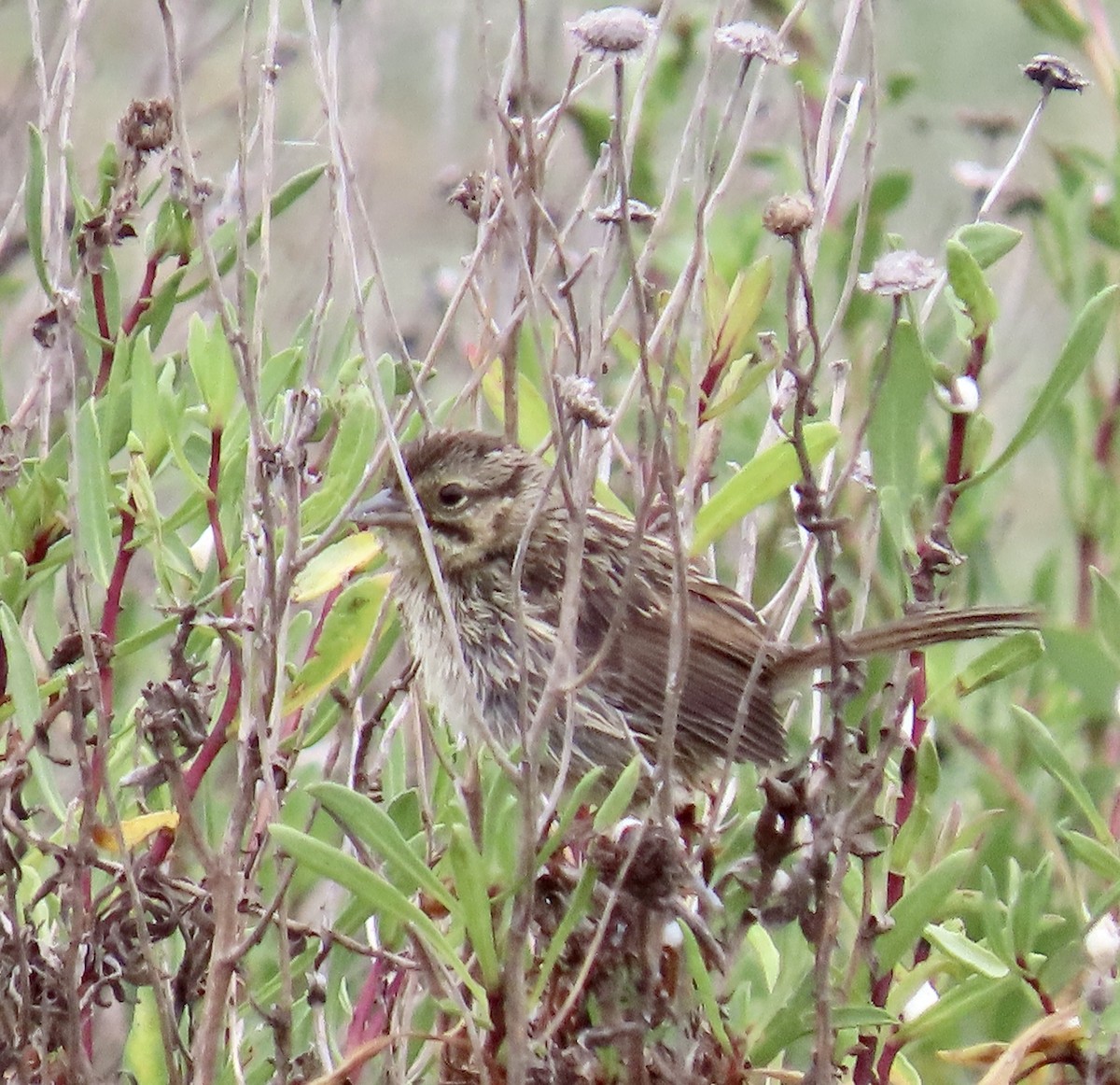 Song Sparrow - ML637243209