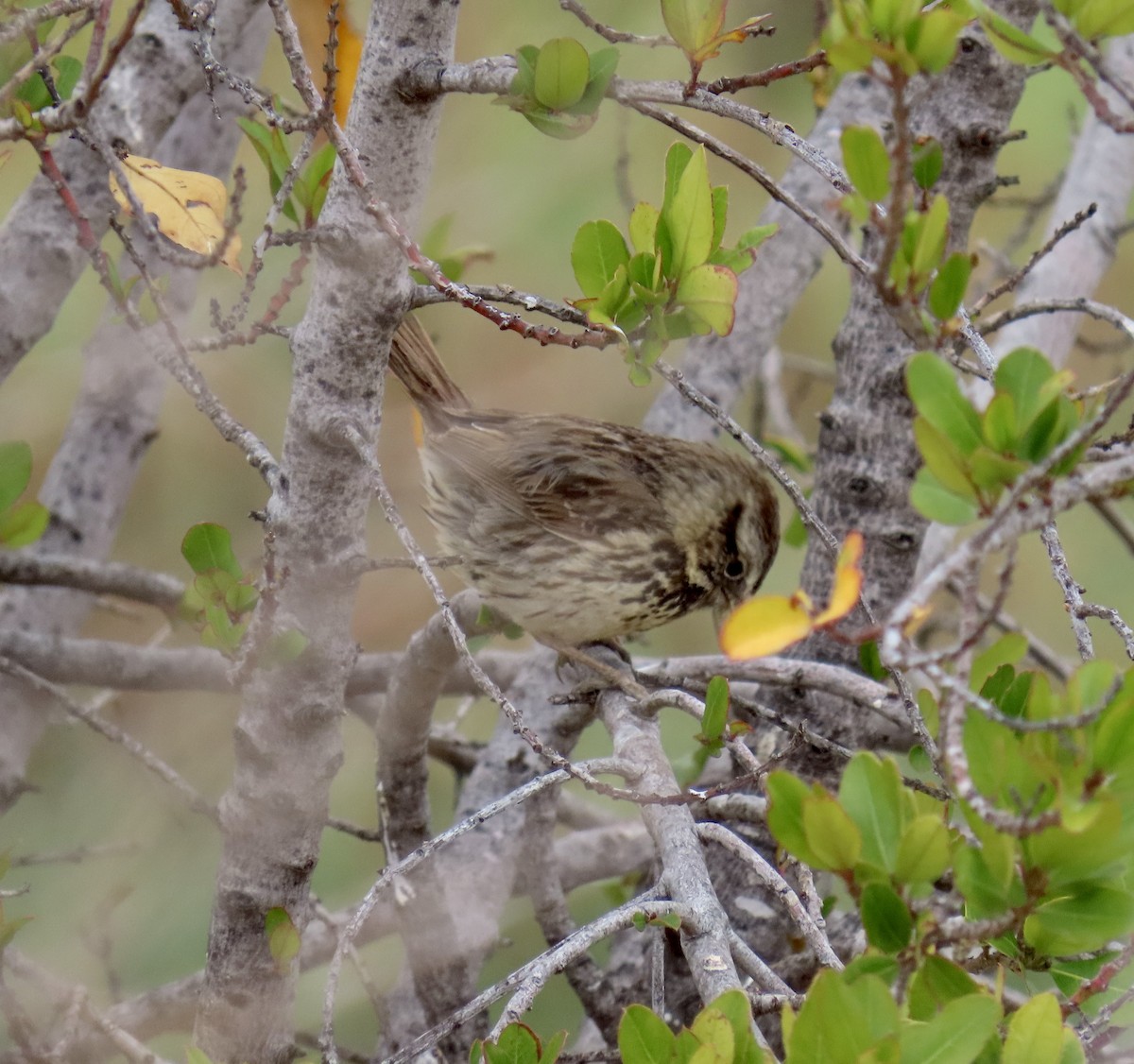 Song Sparrow - ML637243210