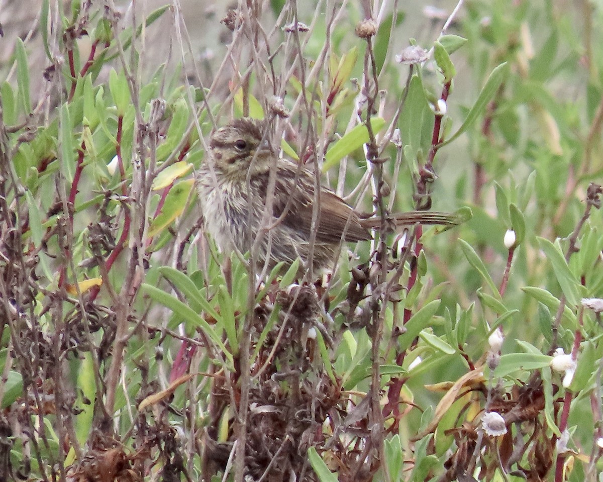 Song Sparrow - ML637243211