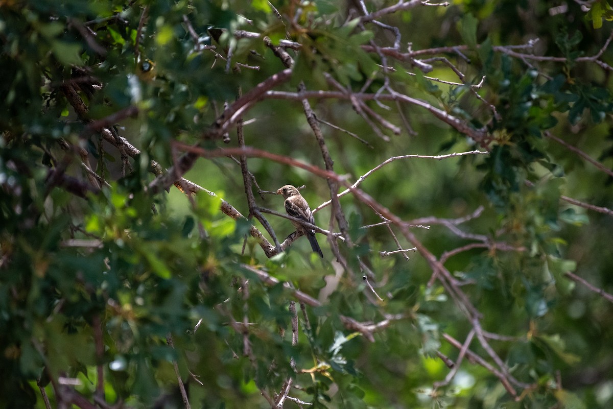 Lazuli Bunting - ML637243212