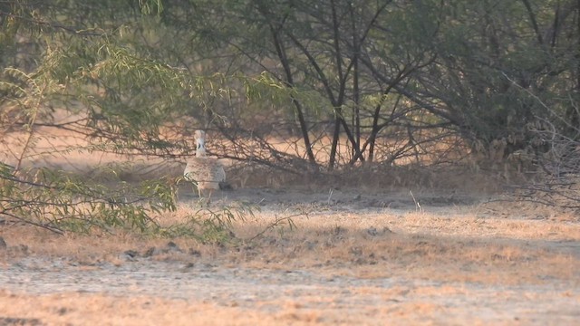 drop obojkový - ML637243213