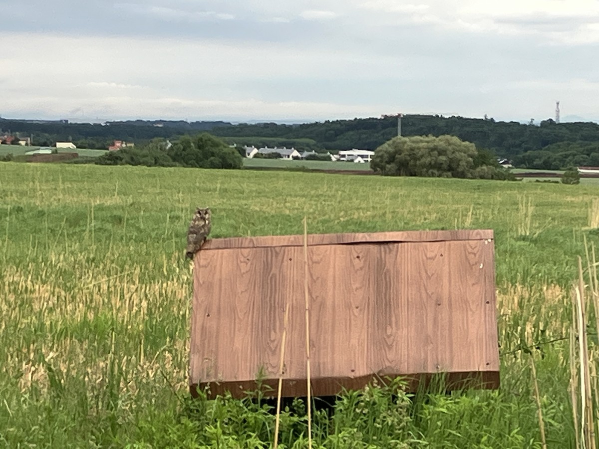 Long-eared Owl - ML637243222