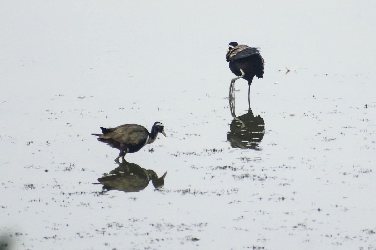 Bronze-winged Jacana - ML637243276