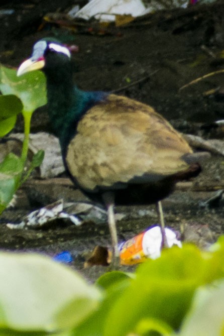 Bronze-winged Jacana - ML637243277