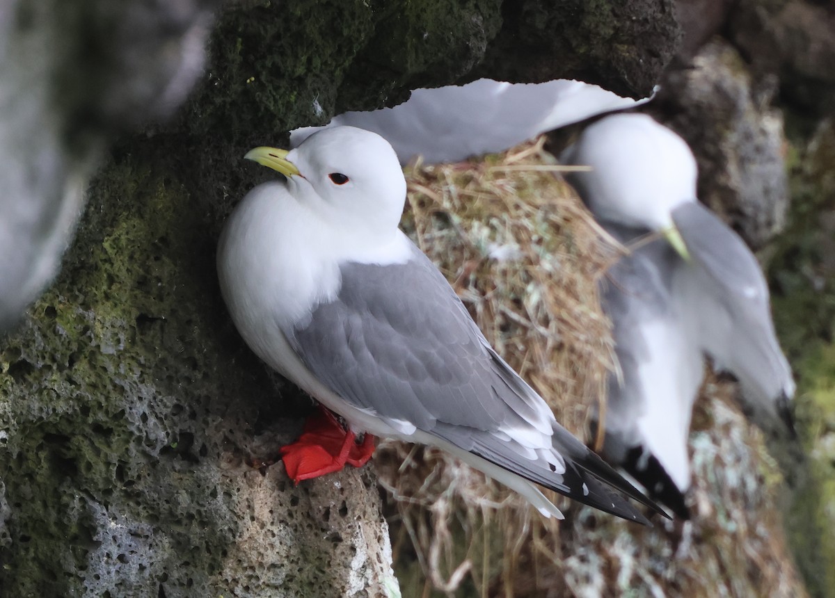 Red-legged Kittiwake - ML637243326