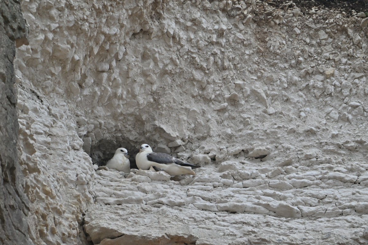 暴風鸌 - ML637243335