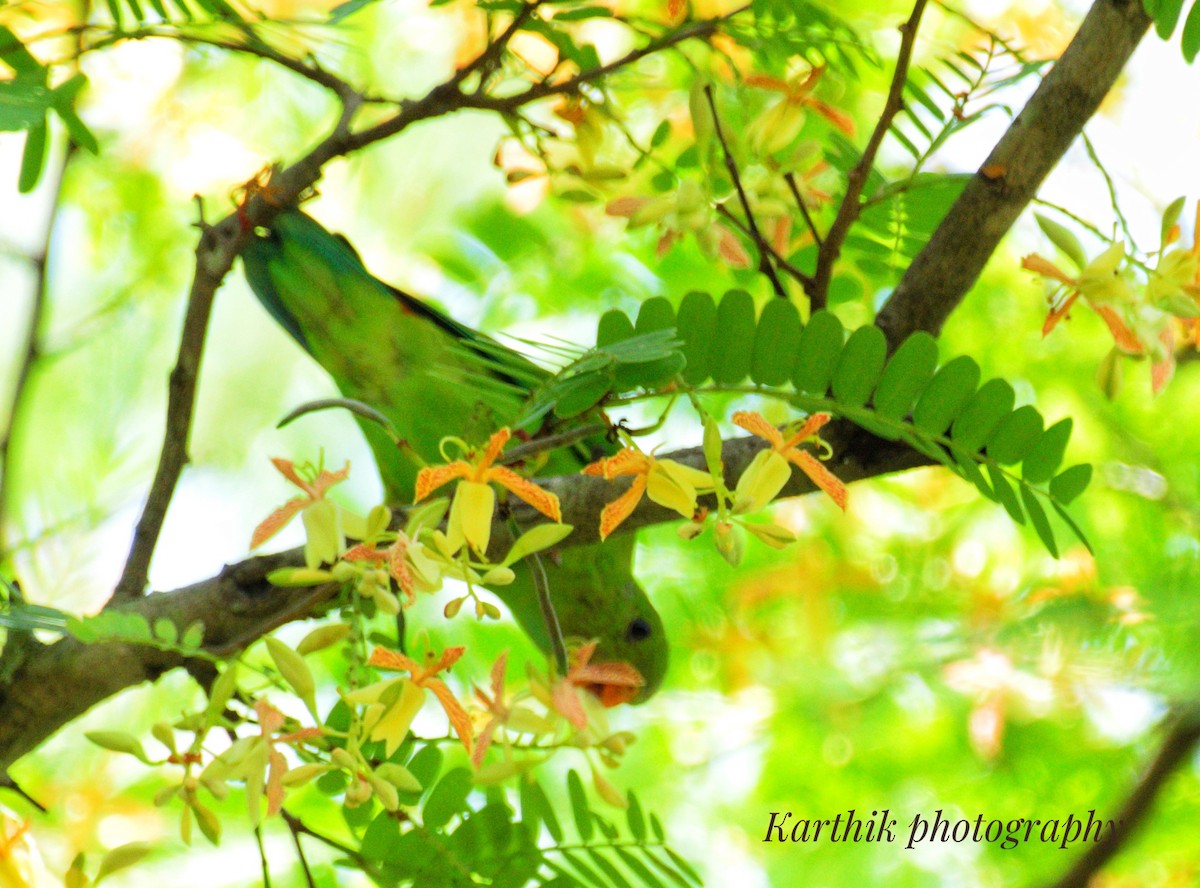 Vernal Hanging-Parrot - ML637243365