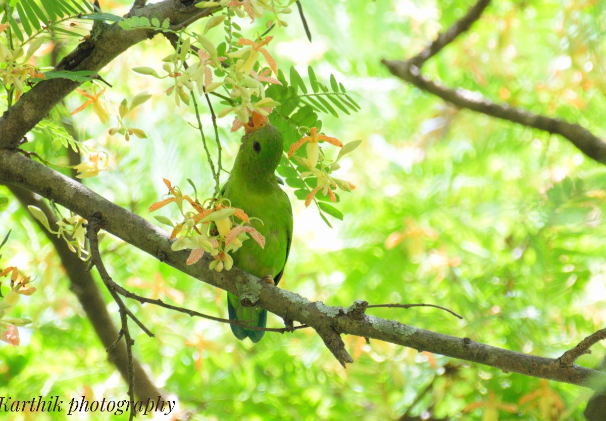Vernal Hanging-Parrot - ML637243366