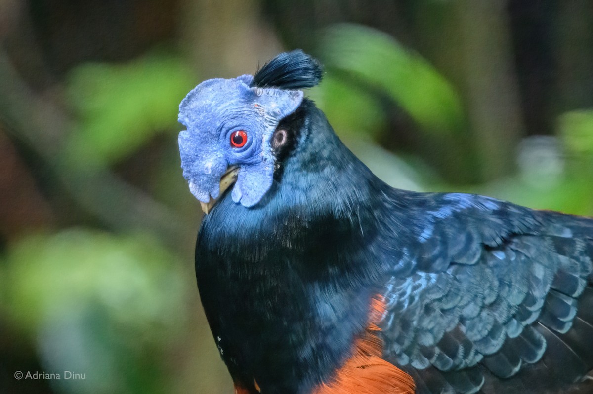Bornean Crested Fireback - ML637243368