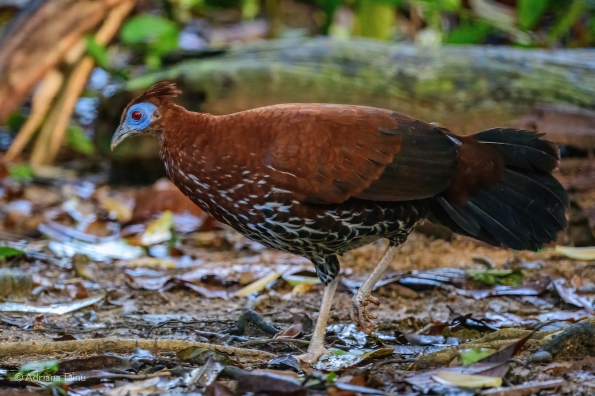 Bornean Crested Fireback - ML637243369