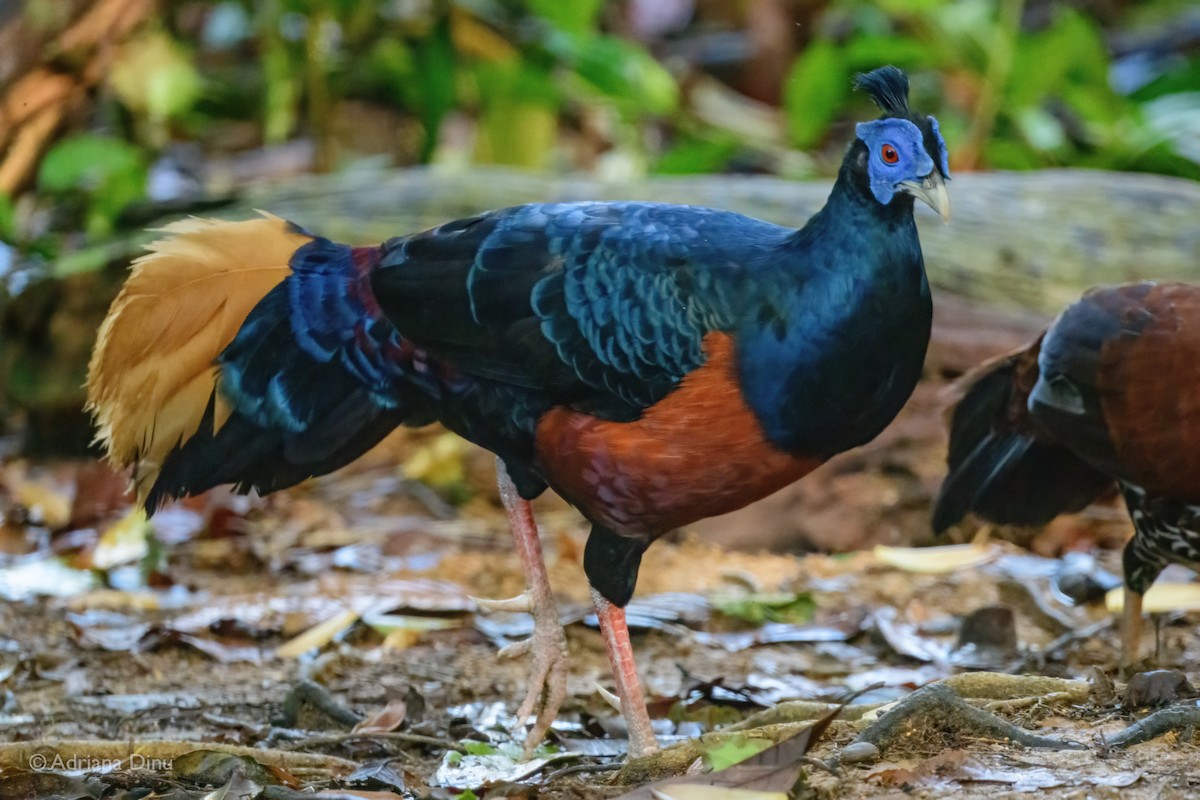 Bornean Crested Fireback - ML637243370