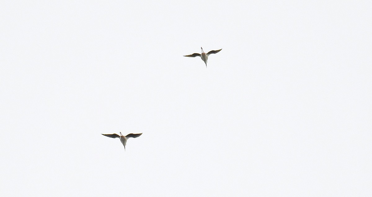 Black-winged Stilt - ML637243377