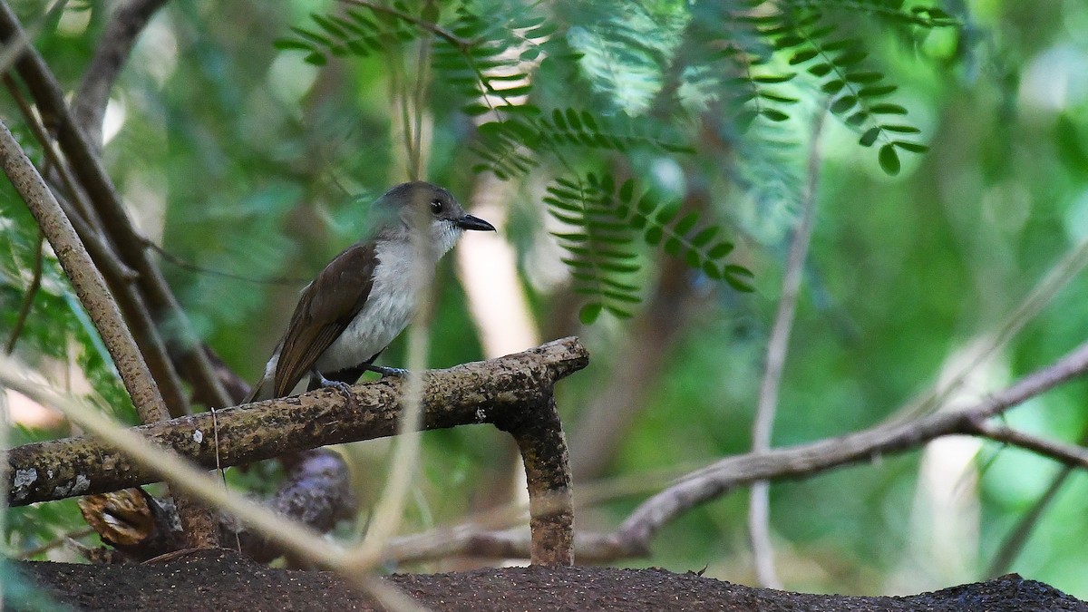 Mangrove Whistler - ML637243378