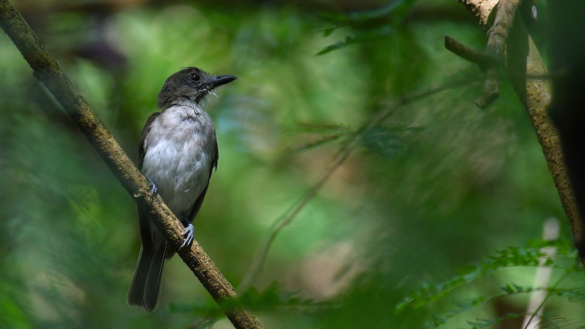Mangrove Whistler - ML637243379