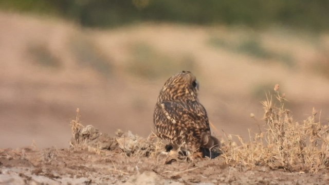 Short-eared Owl - ML637243414