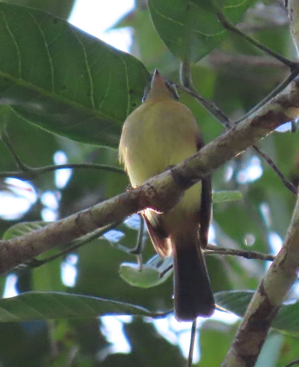 Whiskered Flycatcher - ML637243457