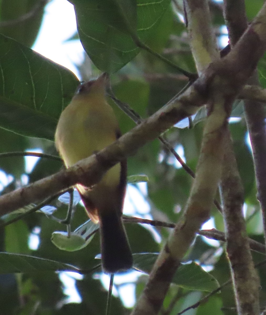 Whiskered Flycatcher - ML637243458