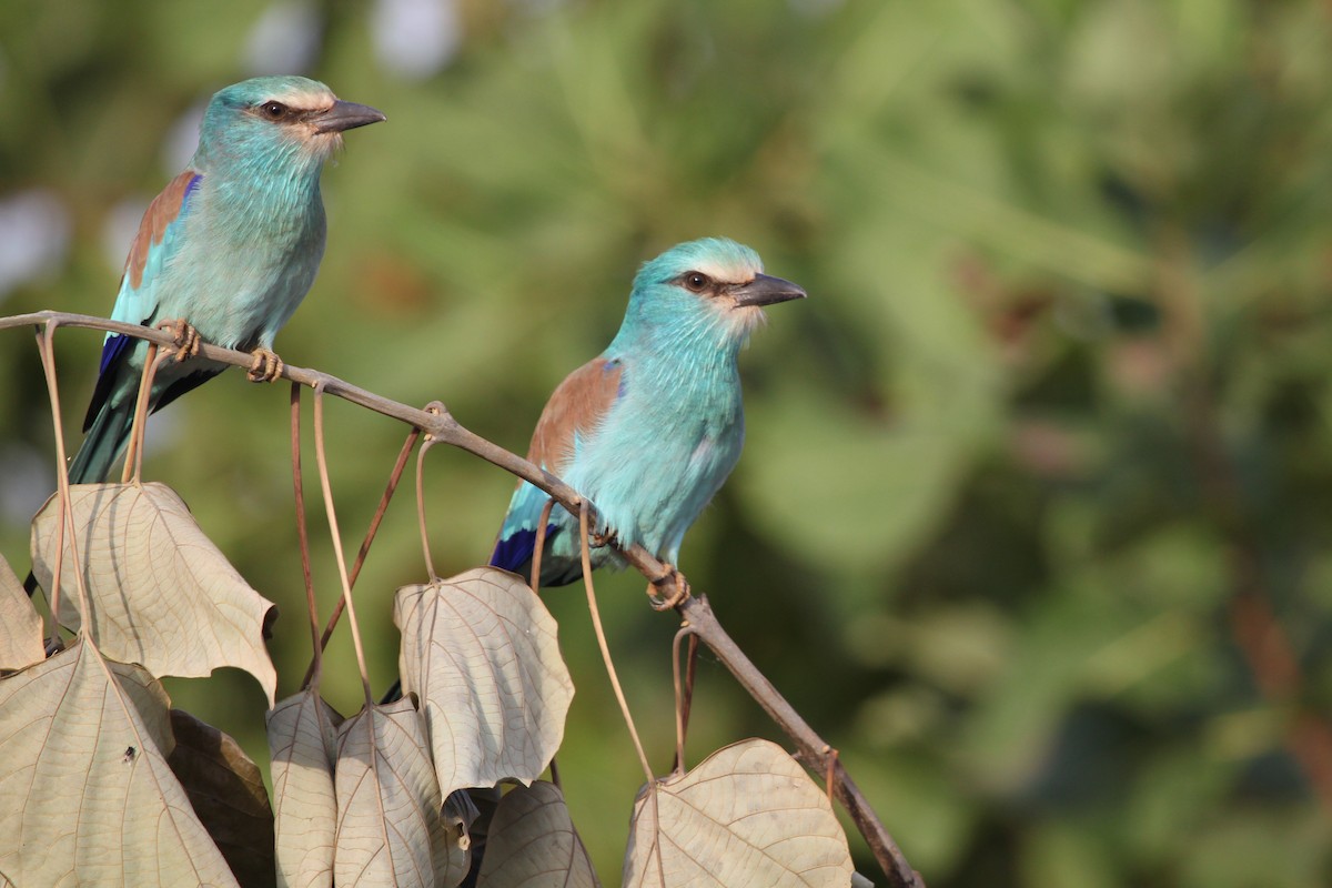 Abyssinian Roller - ML637243493