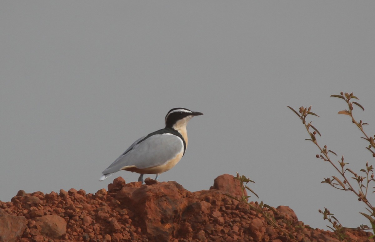 Egyptian Plover - ML637243497