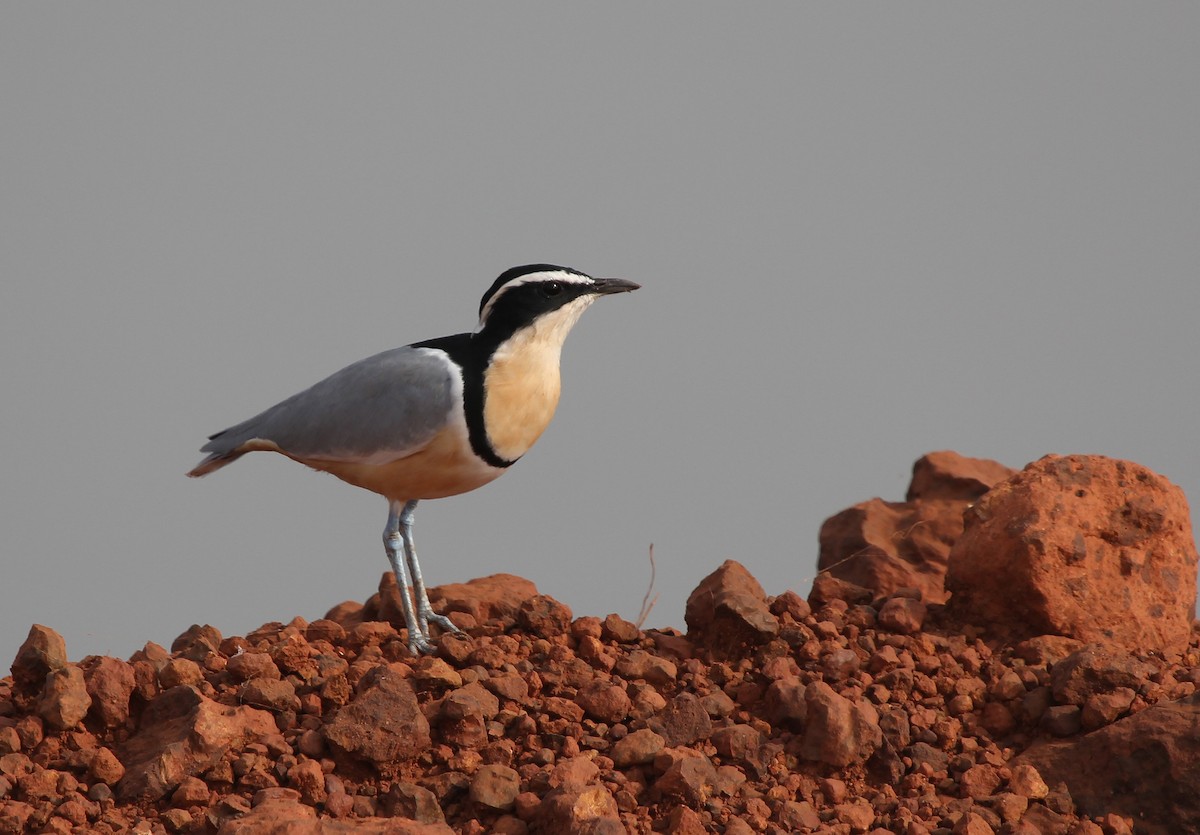 Egyptian Plover - ML637243498