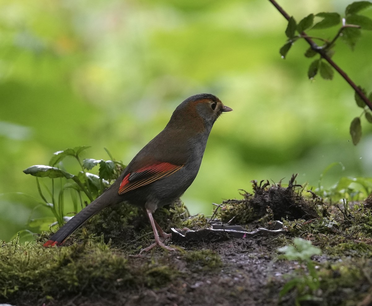 Emei Shan Liocichla - ML637243597