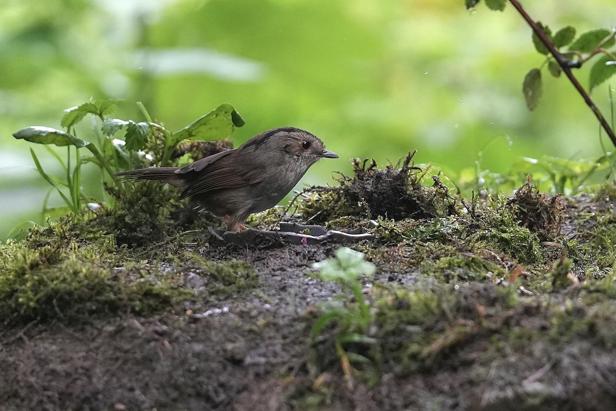 Dusky Fulvetta - ML637243599