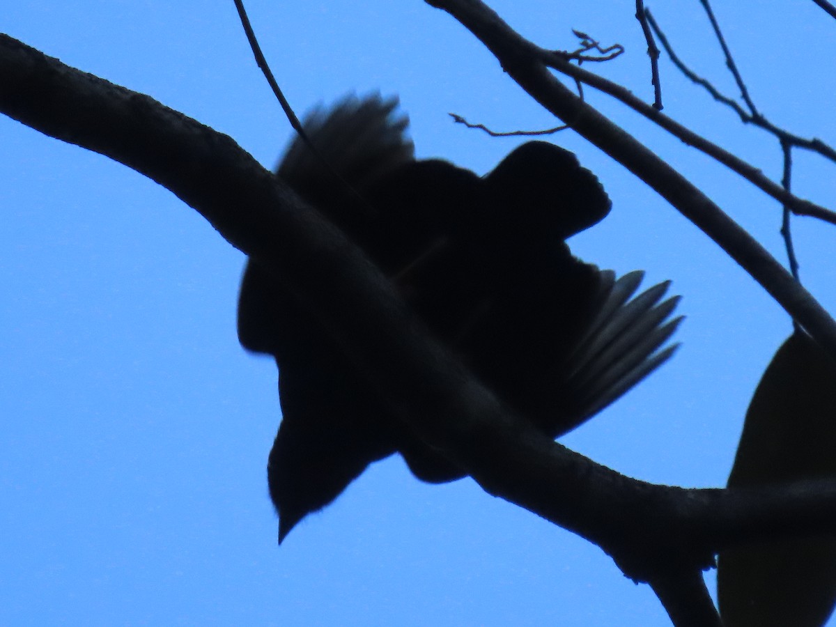 Blue-backed Manakin - ML637243627