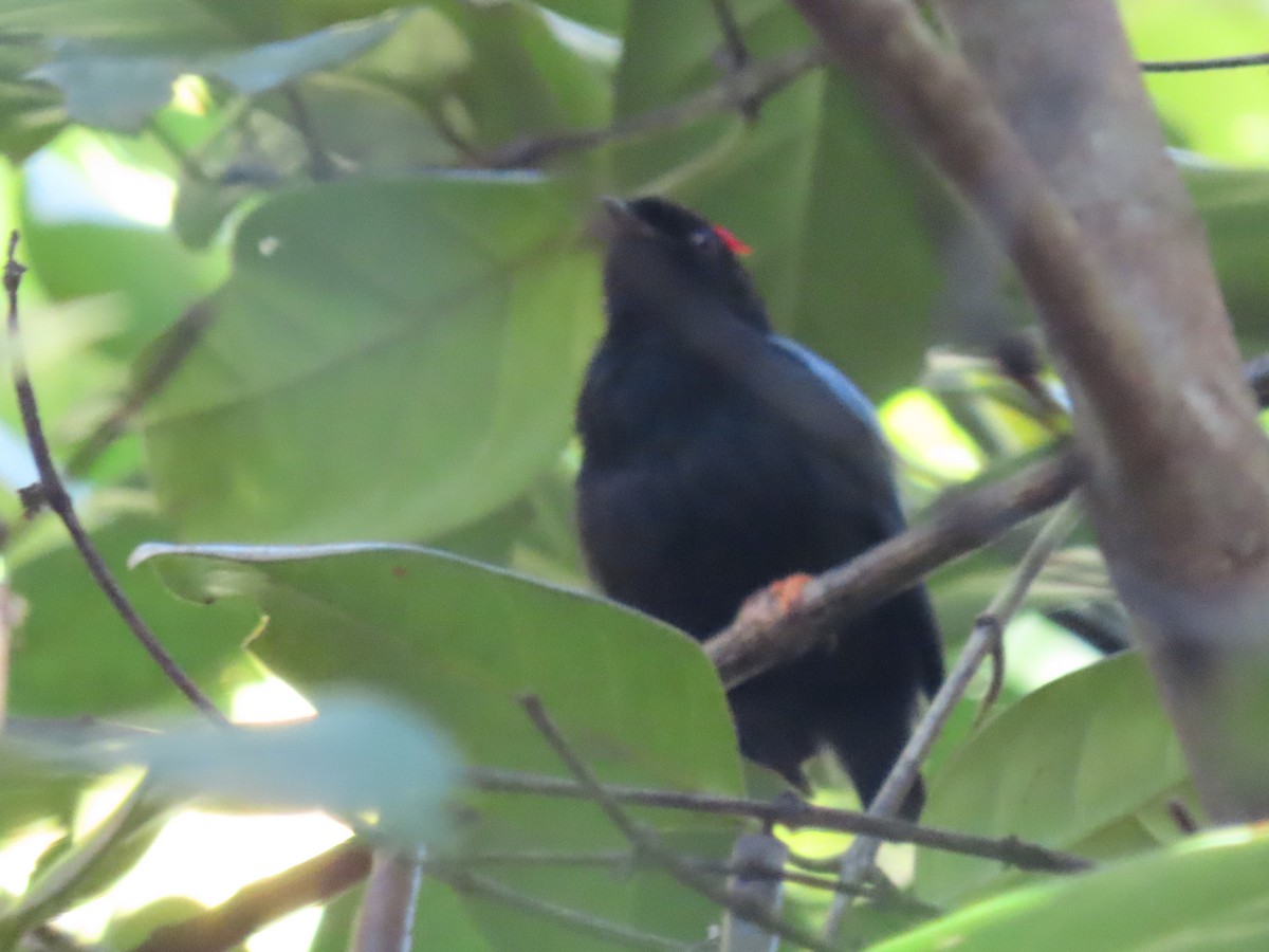 Blue-backed Manakin - ML637243628