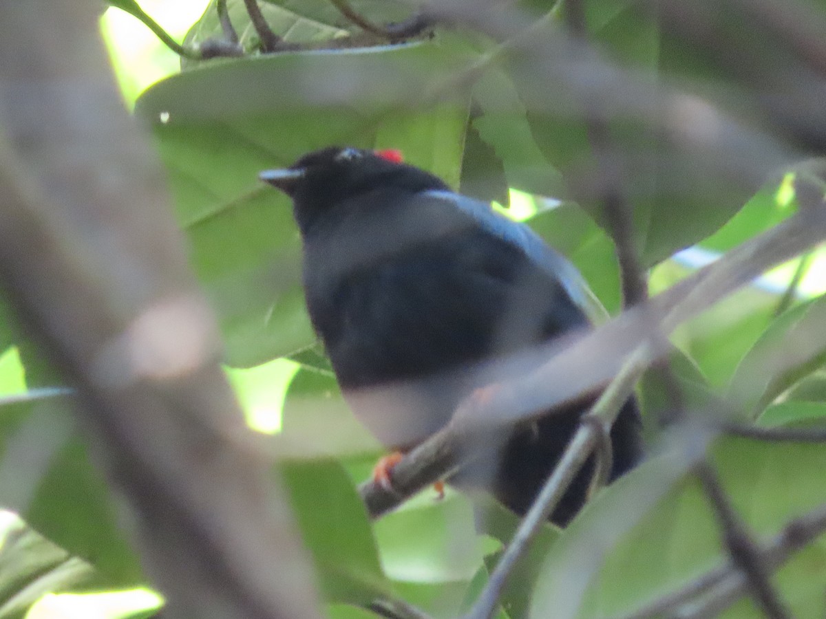 Blue-backed Manakin - ML637243629