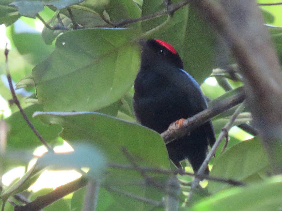 Blue-backed Manakin - ML637243630
