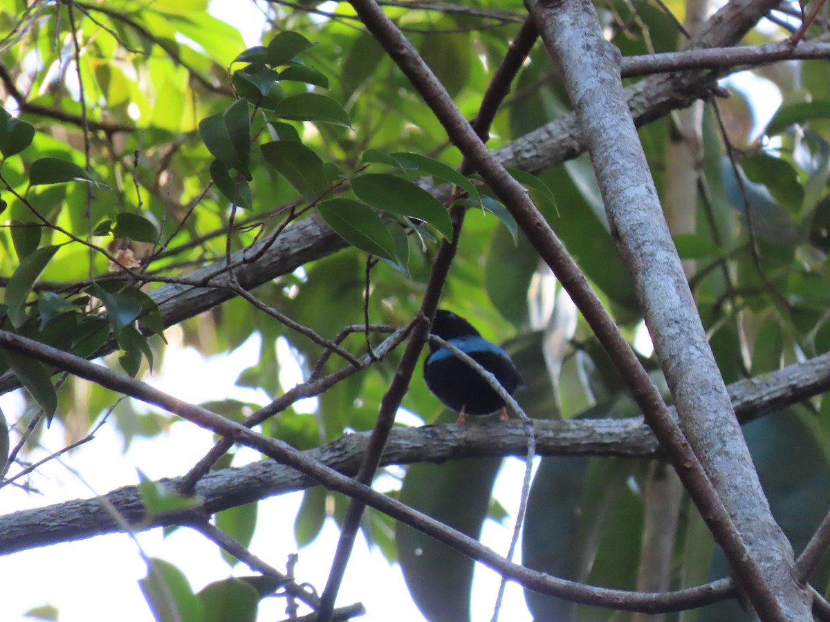 Blue-backed Manakin - ML637243631