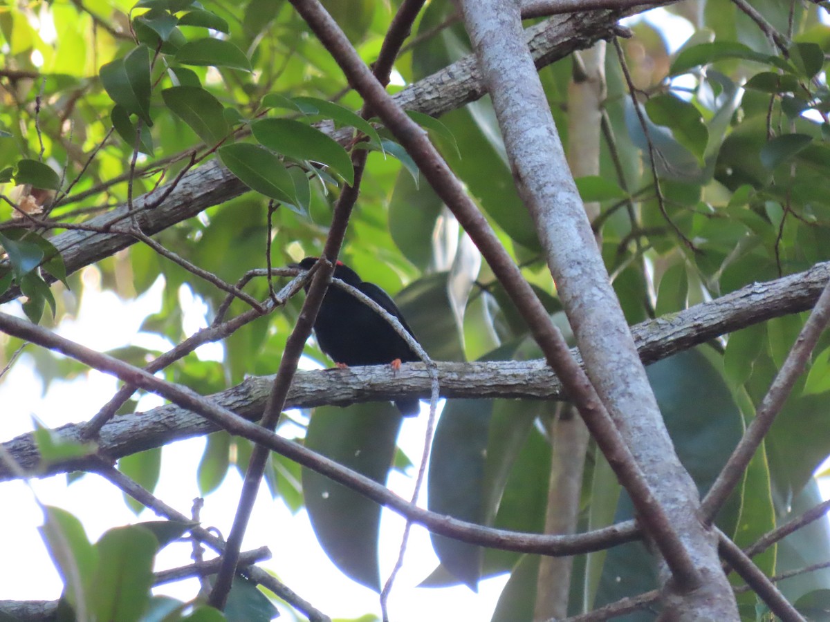 Blue-backed Manakin - ML637243633