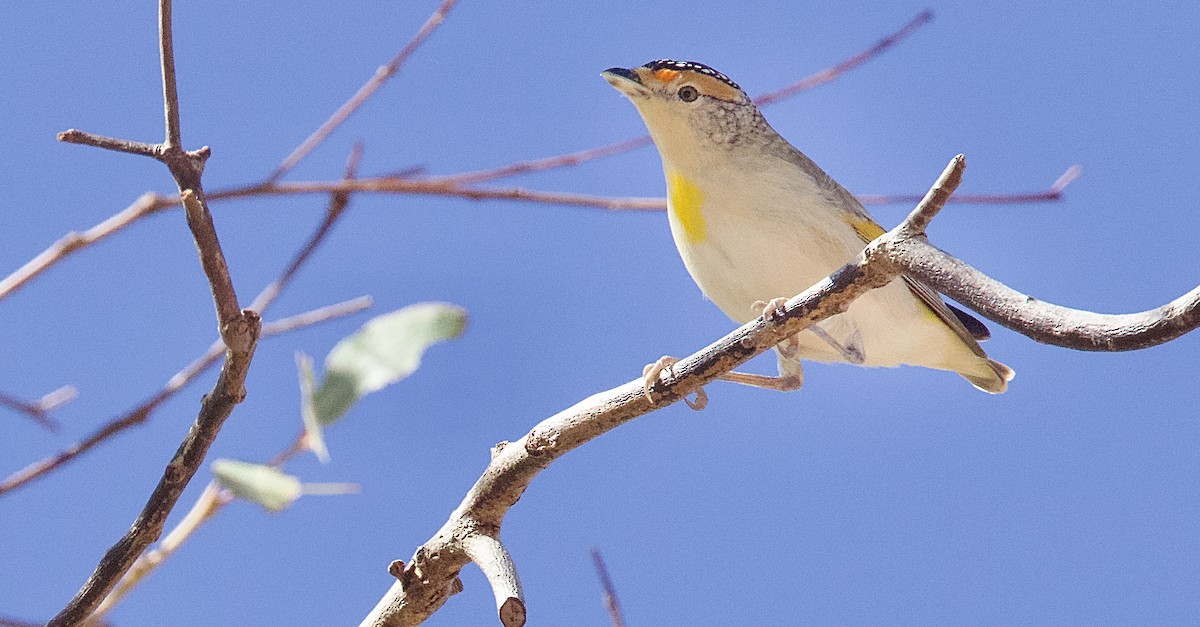 Red-browed Pardalote - ML637243655