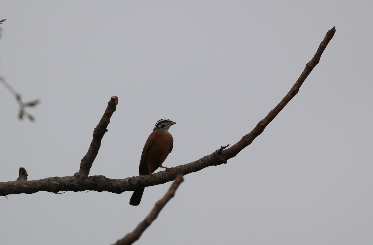 Gosling's Bunting - ML637243674