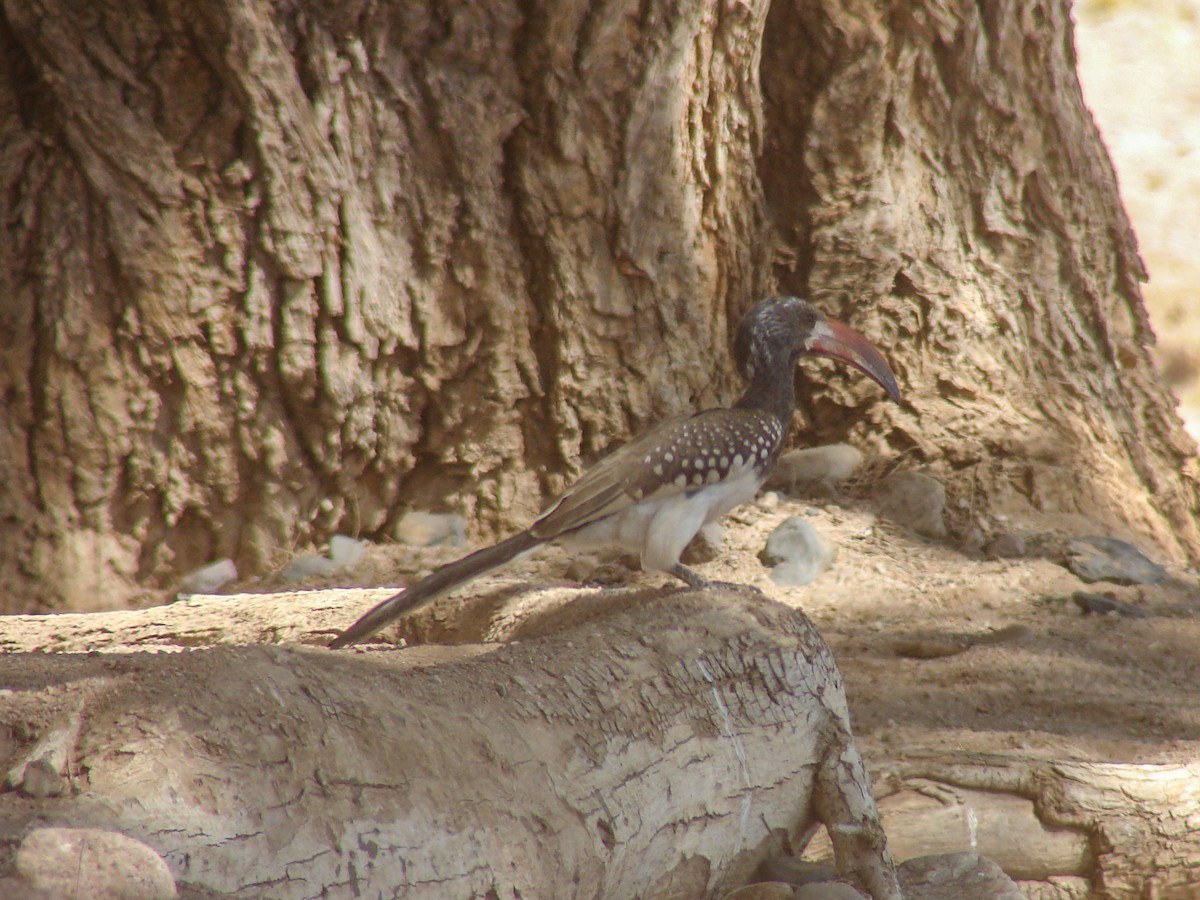 Monteiro's Hornbill - ML637243720