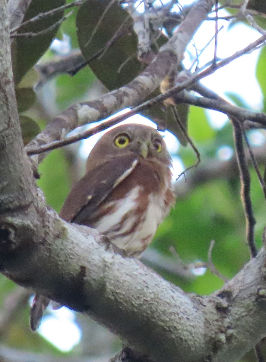 Least Pygmy-Owl - ML637243751