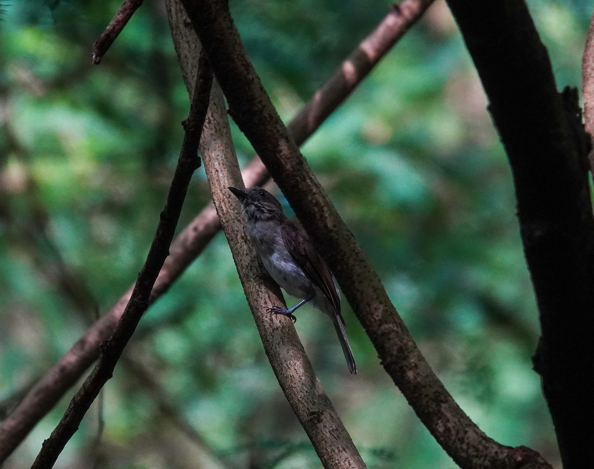 Mangrove Whistler - ML637243767