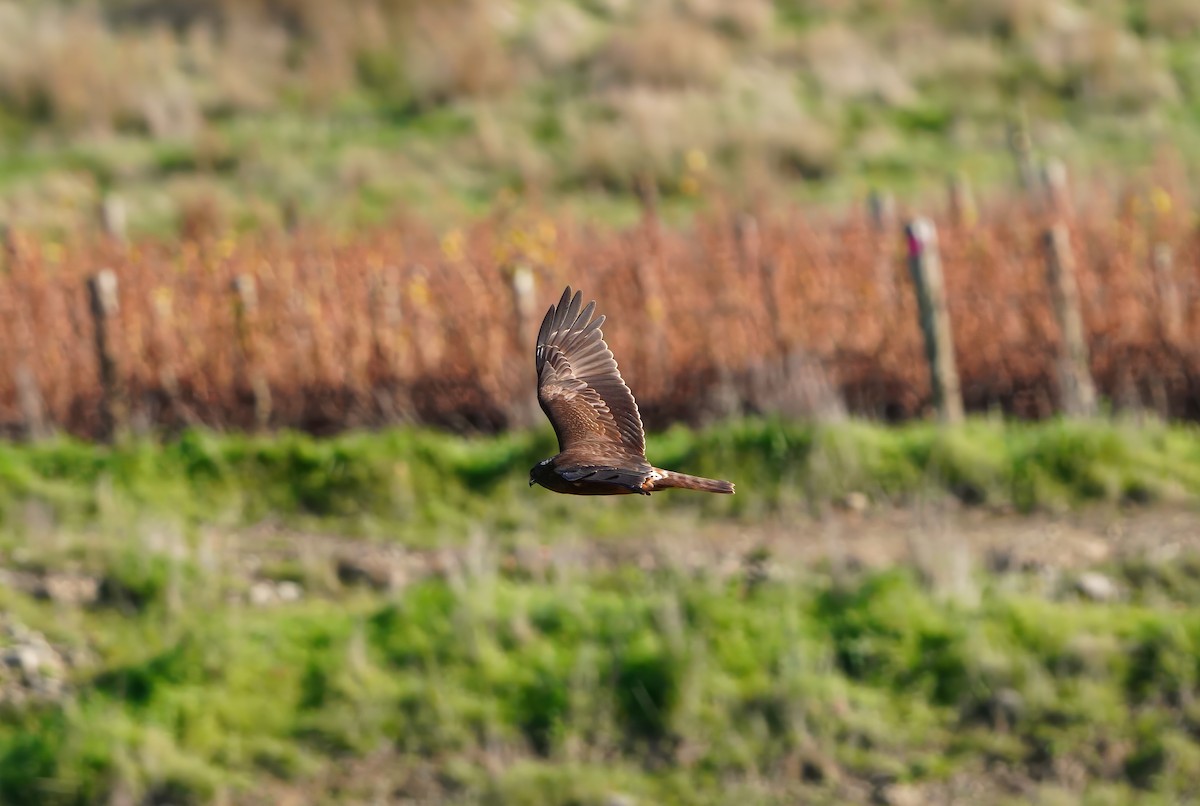 Swamp Harrier - ML637243789
