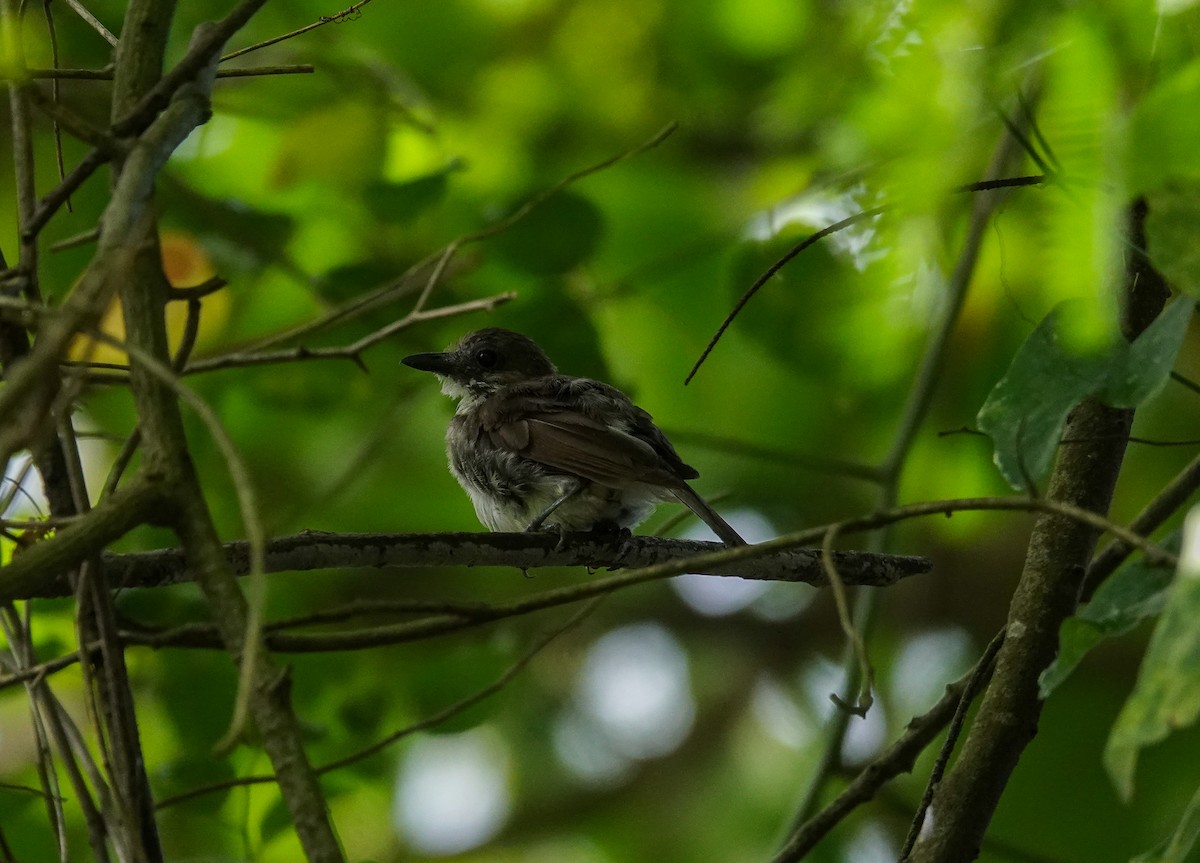 Mangrove Whistler - ML637243802