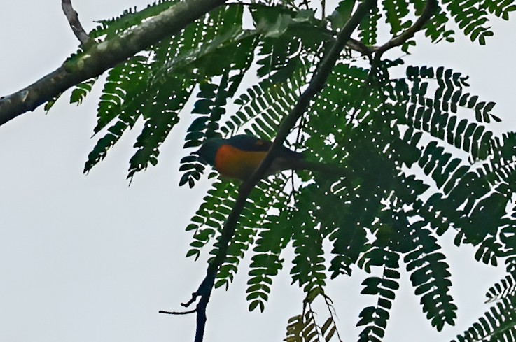 Small Minivet - ML637243805
