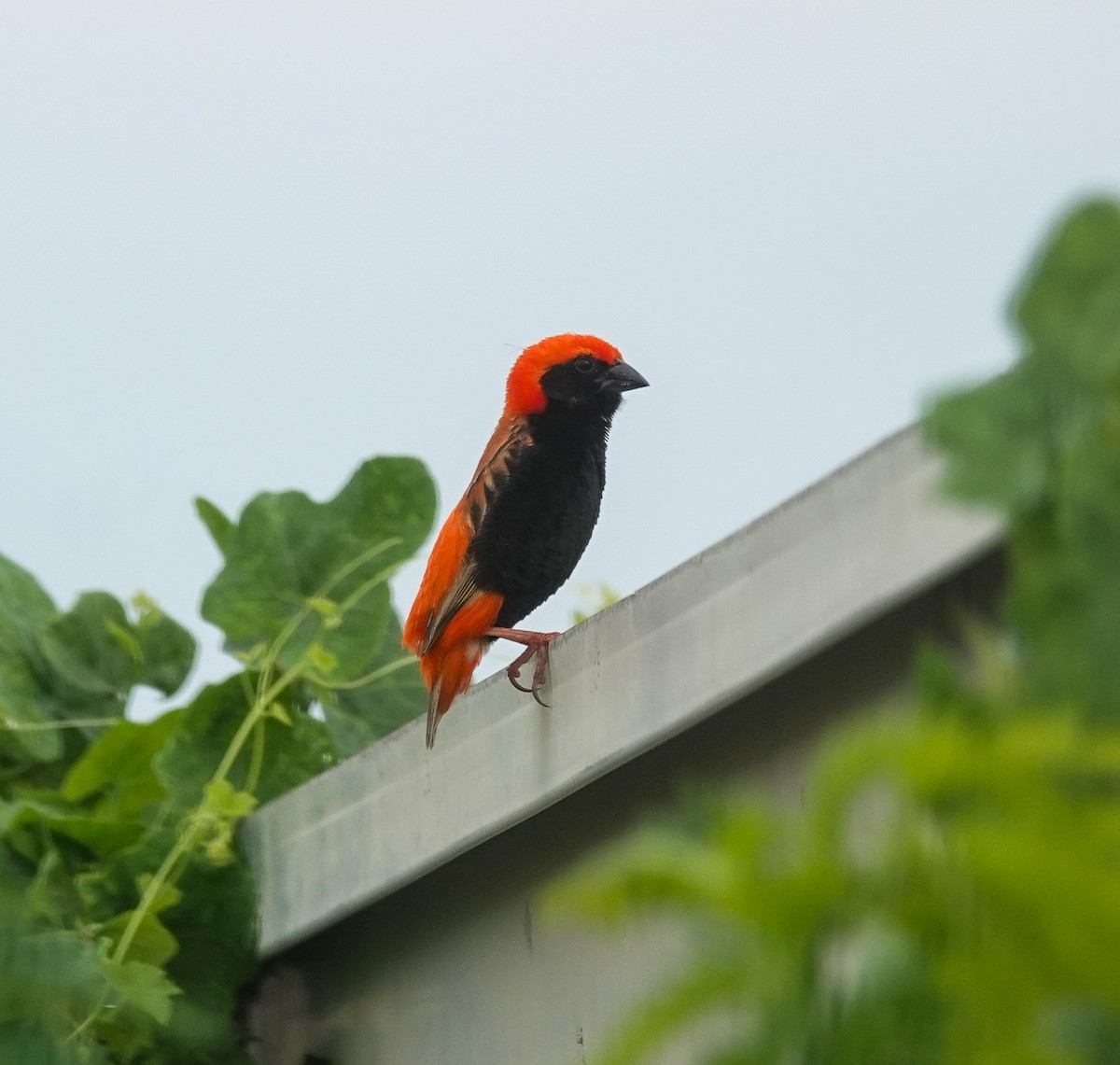 Zanzibar Red Bishop - ML637243816