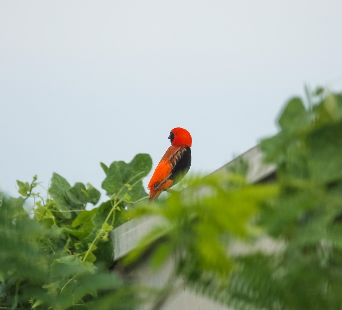 Zanzibar Red Bishop - ML637243818