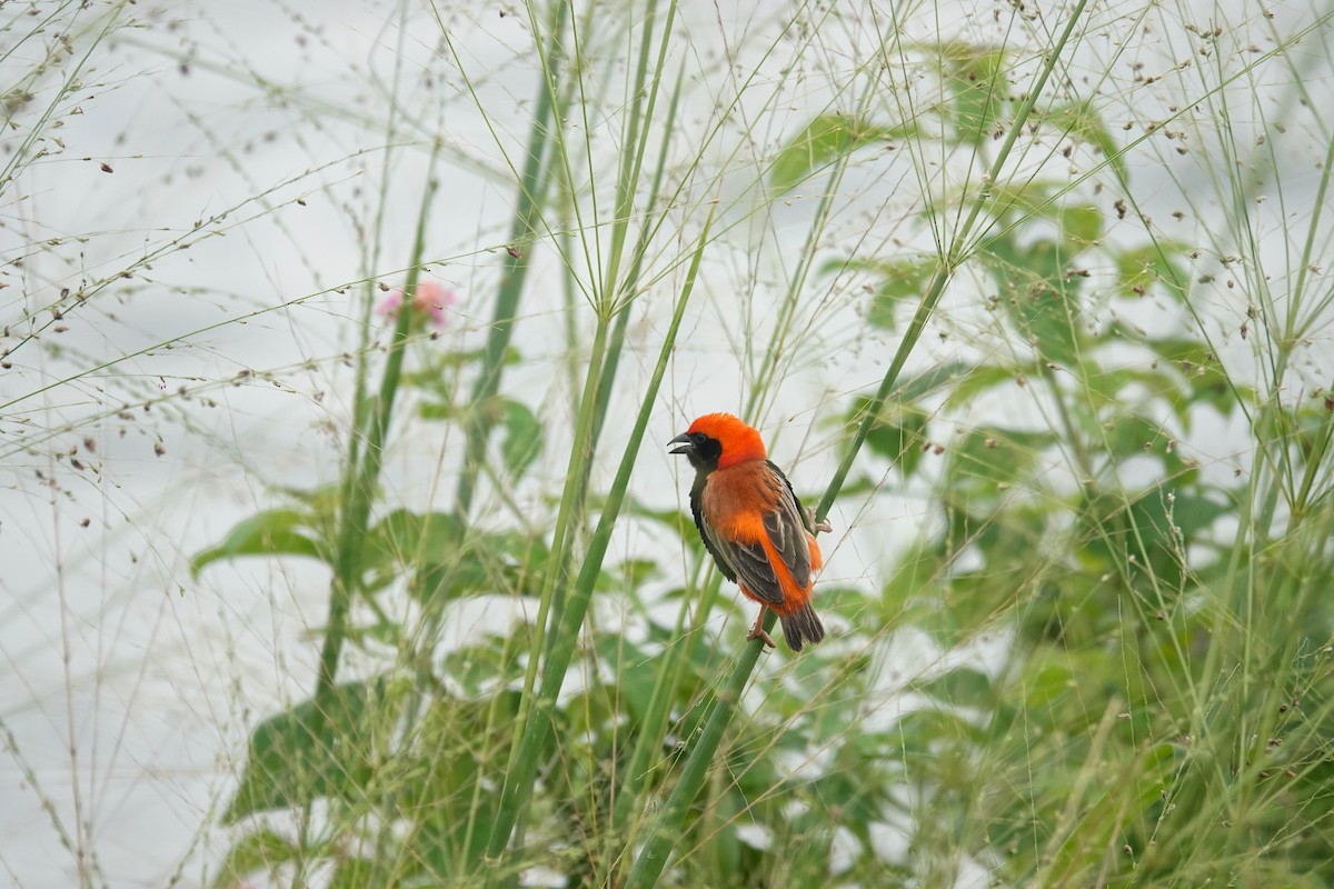 Zanzibar Red Bishop - ML637243822